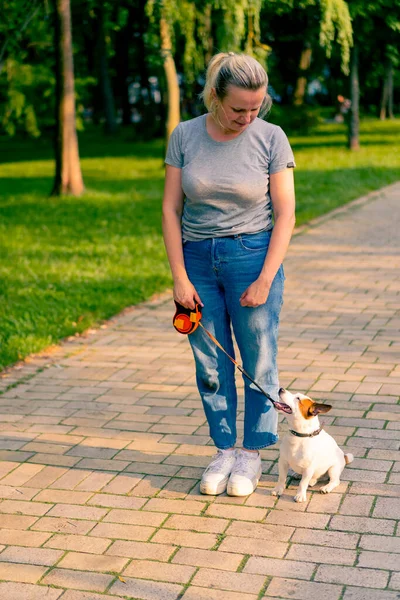 Küçük, komik, aktif bir Jack Russell köpeğinin sahibi onunla birlikte şehir parkında yürüyor. Hayvan tasmalı.