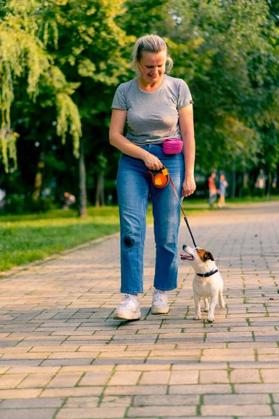 Owner Small Funny Active Jack Russell Dog Walks Her City — Stock Photo, Image