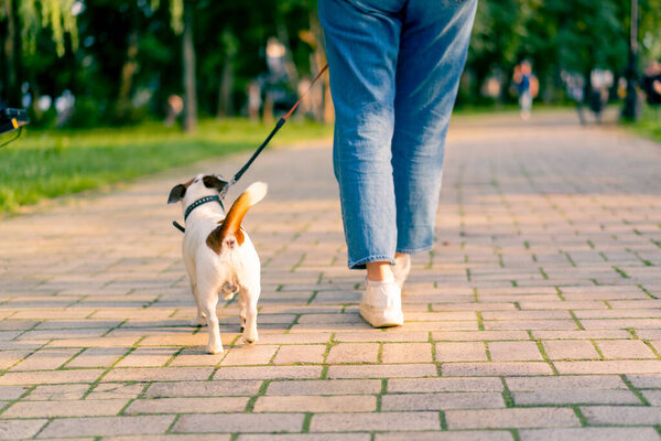 close-up the owner of a small funny active jack russell dog walks with her in the city park the animal is on a leash