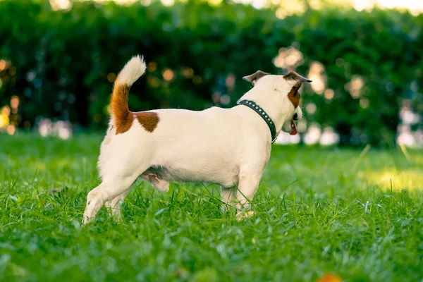 Portrait Active Playful Jack Russell Terrier Dog Walk Park Concept — Stock Photo, Image