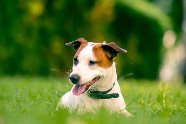 Portrait Active Playful Jack Russell Terrier Dog Walk Park Concept — Stock Photo, Image