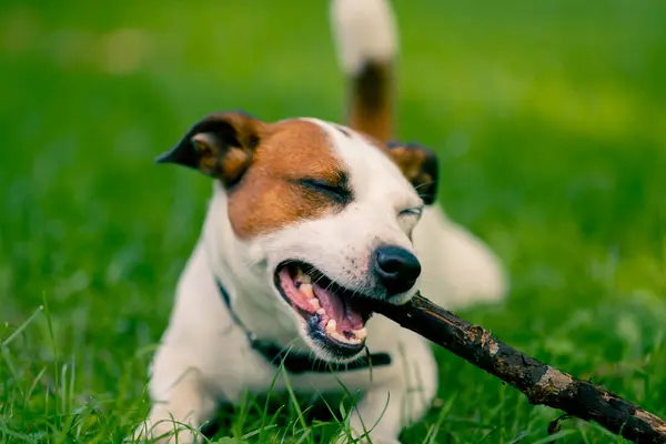 Portrait Active Playful Dog Jack Russell Terrier Breed Walk Park — Stock Photo, Image