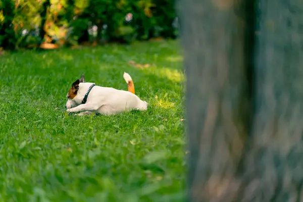 Portret Van Een Actieve Speelse Hond Van Jack Russell Terrier — Stockfoto