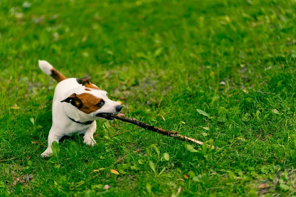 Jack Russell Terrier 'in aktif, oyuncu bir köpeğinin portresi parkta yürürken bir sopayı kemirir. Hayvanlara duyulan sevgi kavramı.