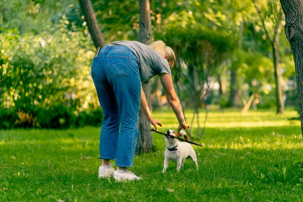 Şehir parkında onunla oynayan komik, aktif Jack Russell köpeğinin sahibi hayvana sopa fırlatıyor.