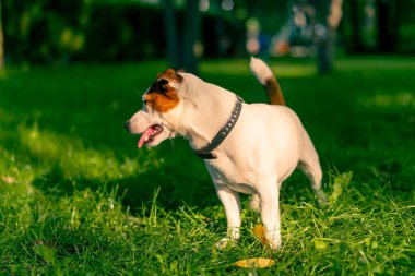 Aktif bir Jack Russell Terrier köpeğinin parkta yürüyüş halindeki portresi. Hayvanlara duyulan sevgi kavramı.