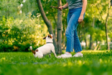 Şehir parkında onunla oynayan komik, aktif Jack Russell köpeğinin sahibi hayvana sopa fırlatıyor.