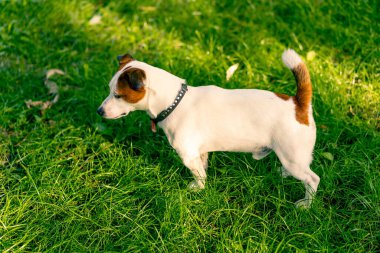 Aktif bir Jack Russell Terrier köpeğinin parkta yürüyüş halindeki portresi. Hayvanlara duyulan sevgi kavramı.