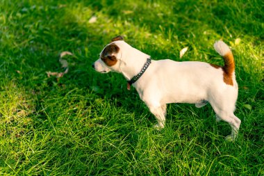 Aktif bir Jack Russell Terrier köpeğinin parkta yürüyüş halindeki portresi. Hayvanlara duyulan sevgi kavramı.