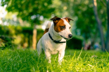 Aktif bir Jack Russell Terrier köpeğinin parkta yürüyüş halindeki portresi. Hayvanlara duyulan sevgi kavramı.