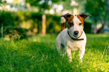 Aktif bir Jack Russell Terrier köpeğinin parkta yürüyüş halindeki portresi. Hayvanlara duyulan sevgi kavramı.