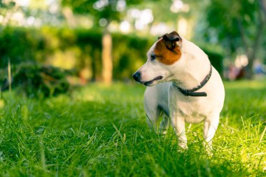 Aktif bir Jack Russell Terrier köpeğinin parkta yürüyüş halindeki portresi. Hayvanlara duyulan sevgi kavramı.