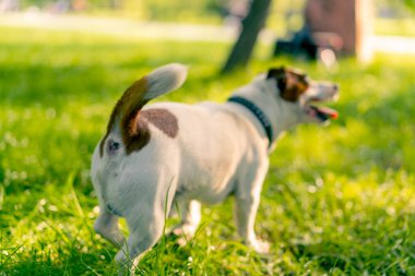Aktif bir Jack Russell Terrier köpeğinin parkta yürüyüş halindeki portresi. Hayvanlara duyulan sevgi kavramı.