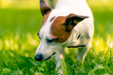 Aktif bir Jack Russell Terrier köpeğinin parkta yürüyüş halindeki portresi. Hayvanlara duyulan sevgi kavramı.