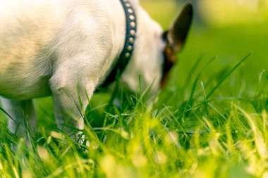 Aktif bir Jack Russell Terrier köpeğinin parkta yürüyüş halindeki portresi. Hayvanlara duyulan sevgi kavramı.
