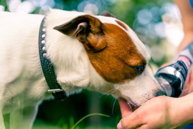 Hayvanın sahibi eline su döker böylece Jack Russell terrier köpeği parkta yürürken su içer.