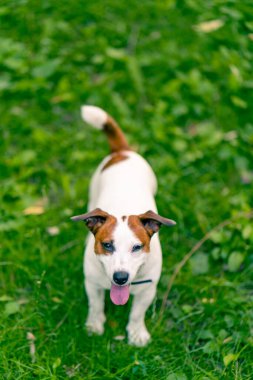 Aktif bir Jack Russell Terrier köpeğinin parkta yürüyüş halindeki portresi. Hayvanlara duyulan sevgi kavramı.