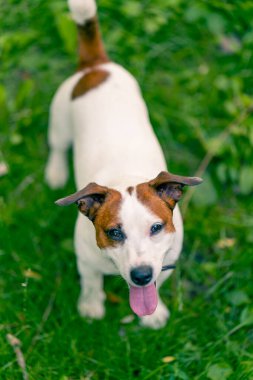 Aktif bir Jack Russell Terrier köpeğinin parkta yürüyüş halindeki portresi. Hayvanlara duyulan sevgi kavramı.