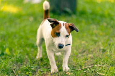 Aktif bir Jack Russell Terrier köpeğinin parkta yürüyüş halindeki portresi. Hayvanlara duyulan sevgi kavramı.