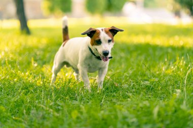 Aktif bir Jack Russell Terrier köpeğinin parkta yürüyüş halindeki portresi. Hayvanlara duyulan sevgi kavramı.