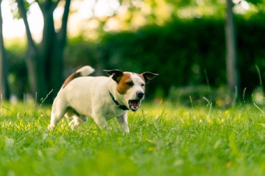 Aktif bir Jack Russell Terrier köpeğinin parkta yürüyüş halindeki portresi. Hayvanlara duyulan sevgi kavramı.
