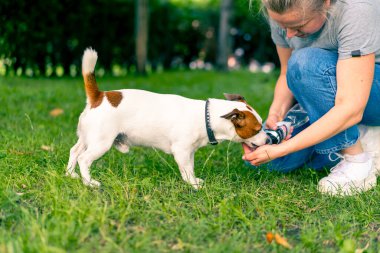 Hayvanın sahibi eline su döker böylece Jack Russell terrier köpeği parkta yürürken su içer.