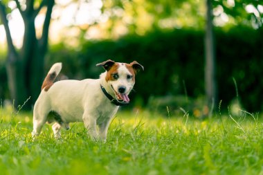 Aktif bir Jack Russell Terrier köpeğinin parkta yürüyüş halindeki portresi. Hayvanlara duyulan sevgi kavramı.