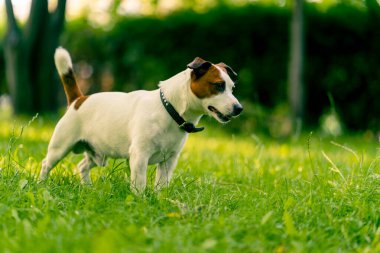 Aktif bir Jack Russell Terrier köpeğinin parkta yürüyüş halindeki portresi. Hayvanlara duyulan sevgi kavramı.