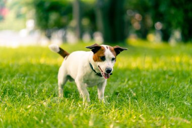 Aktif bir Jack Russell Terrier köpeğinin parkta yürüyüş halindeki portresi. Hayvanlara duyulan sevgi kavramı.