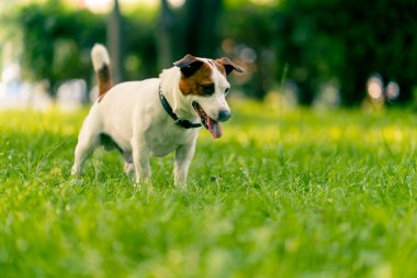 Aktif bir Jack Russell Terrier köpeğinin parkta yürüyüş halindeki portresi. Hayvanlara duyulan sevgi kavramı.