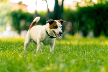 Aktif bir Jack Russell Terrier köpeğinin parkta yürüyüş halindeki portresi. Hayvanlara duyulan sevgi kavramı.
