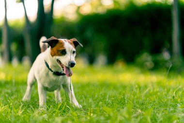 Aktif bir Jack Russell Terrier köpeğinin parkta yürüyüş halindeki portresi. Hayvanlara duyulan sevgi kavramı.
