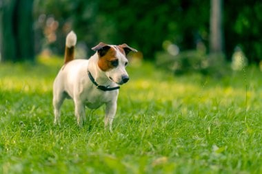 Aktif bir Jack Russell Terrier köpeğinin parkta yürüyüş halindeki portresi. Hayvanlara duyulan sevgi kavramı.