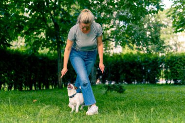 Russell Terrier gibi küçük etkin bir köpek parkta köpek bakıcısıyla çalışır ve hayvan yetiştirmek için ayaklarından yılanı geçirir.