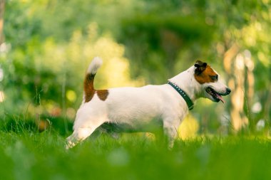 Aktif bir Jack Russell Terrier köpeğinin parkta yürüyüş halindeki portresi. Hayvanlara duyulan sevgi kavramı.
