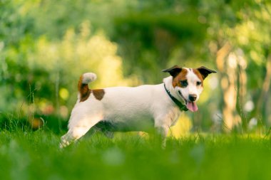 Aktif bir Jack Russell Terrier köpeğinin parkta yürüyüş halindeki portresi. Hayvanlara duyulan sevgi kavramı.