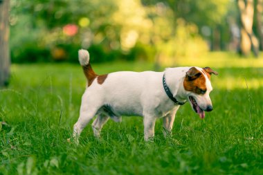 Aktif bir Jack Russell Terrier köpeğinin parkta yürüyüş halindeki portresi. Hayvanlara duyulan sevgi kavramı.