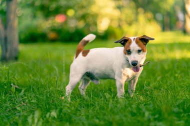 Aktif bir Jack Russell Terrier köpeğinin parkta yürüyüş halindeki portresi. Hayvanlara duyulan sevgi kavramı.