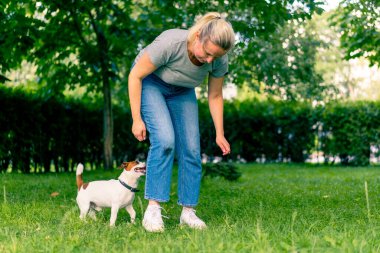 Russell Terrier gibi küçük etkin bir köpek parkta köpek bakıcısıyla çalışır ve hayvan yetiştirmek için ayaklarından yılanı geçirir.