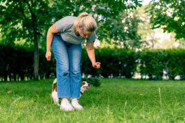 Russell Terrier gibi küçük etkin bir köpek parkta köpek bakıcısıyla çalışır ve hayvan yetiştirmek için ayaklarından yılanı geçirir.
