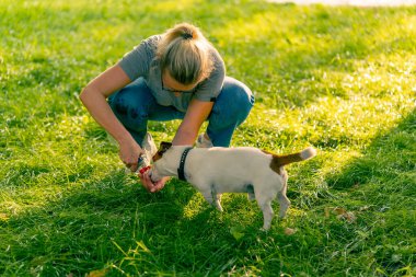 Hayvanın sahibi eline su döker böylece Jack Russell Terrier köpeği parkta yürürken su içer.