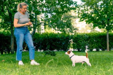 Jack Russell Terrier cinsinden küçük aktif bir köpek hayvan eğitim parkında köpek eğitmeniyle çalışıyor.