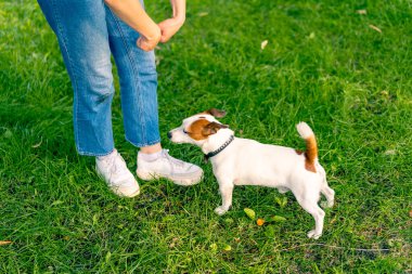 Hayvanat bahçesi psikoloğu parkta Jack Russell Terrier ile çalışıyor. Sosyalleşiyor. Köpekler ona övgüler yağdırıyor.