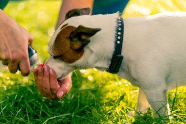 Hayvanın sahibi eline su döker böylece Jack Russell terrier köpeği parkta yürürken su içer.