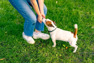 Hayvanat bahçesi psikoloğu parkta Jack Russell Terrier ile çalışıyor. Sosyalleşiyor. Köpekler ona övgüler yağdırıyor.