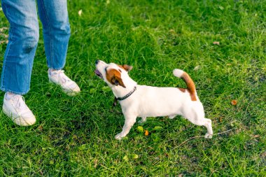 Jack Russell Terrier cinsinden küçük aktif bir köpek hayvan eğitim parkında köpek eğitmeniyle çalışıyor.