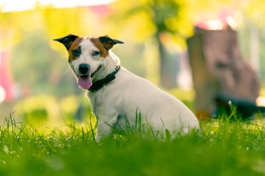 Aktif bir Jack Russell Terrier köpeğinin parkta yürüyüş halindeki portresi. Hayvanlara duyulan sevgi kavramı.