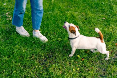 Jack Russell Terrier cinsinden küçük aktif bir köpek hayvan eğitim parkında köpek eğitmeniyle çalışıyor.