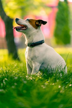 Aktif bir Jack Russell Terrier köpeğinin parkta yürüyüş halindeki portresi. Hayvanlara duyulan sevgi kavramı.
