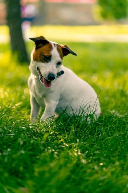 Aktif bir Jack Russell Terrier köpeğinin parkta yürüyüş halindeki portresi. Hayvanlara duyulan sevgi kavramı.